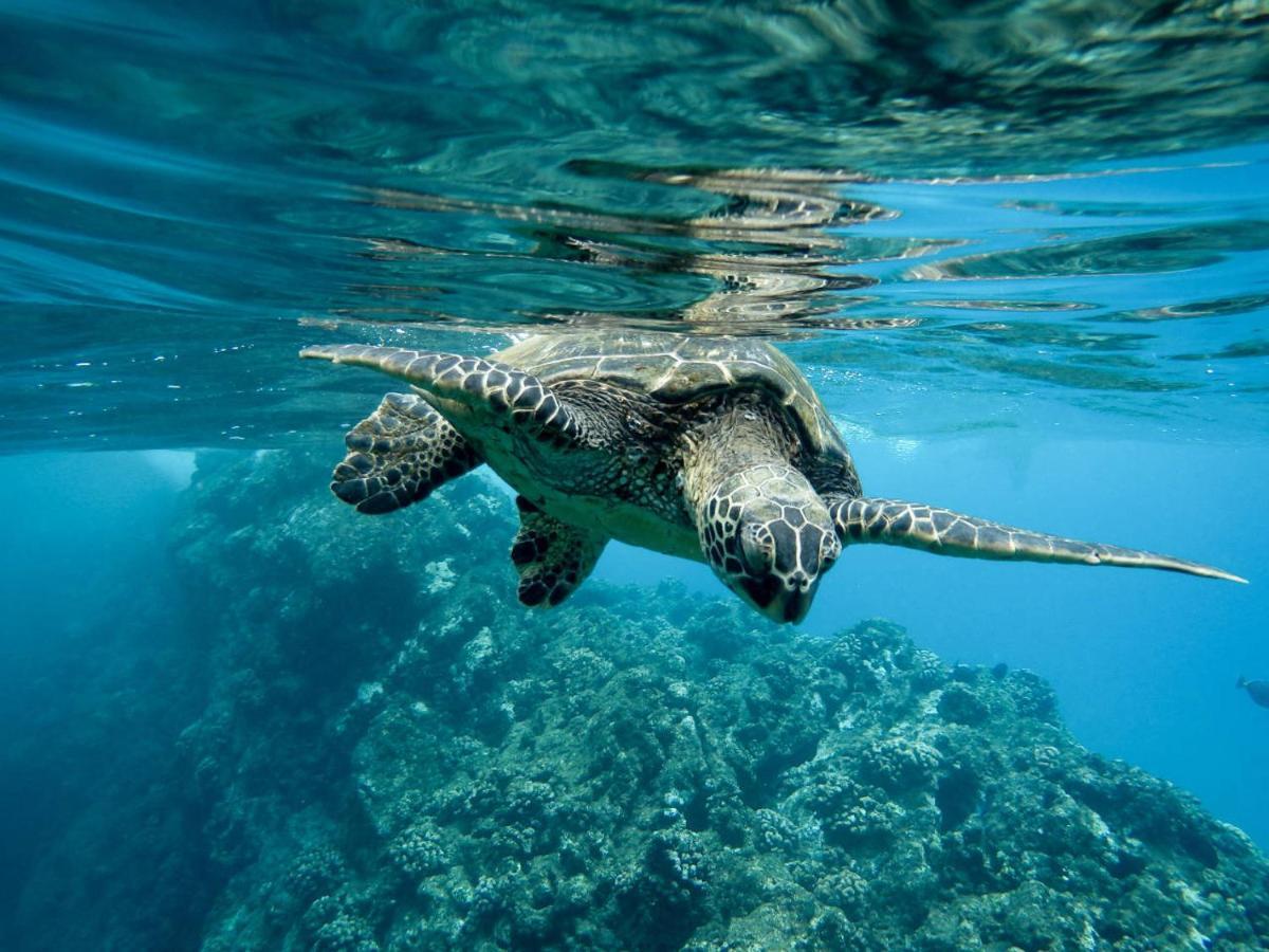 Bounty Lodge Tahiti Arue  Bagian luar foto